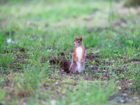Red squirrel standing upright on sparse grass and soil, alert and looking toward camera.