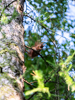 Squirrel clinging to a birch tree trunk with green foliage in soft focus background.