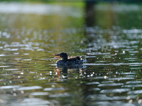 Dark-plumaged waterfowl swimming on rippling water with blurred green background.