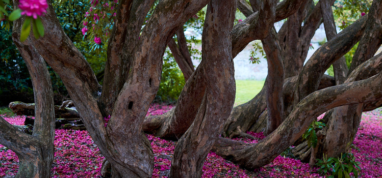 Ancient gnarled tree trunks frame a carpet of magenta fallen petals in dappled shade.