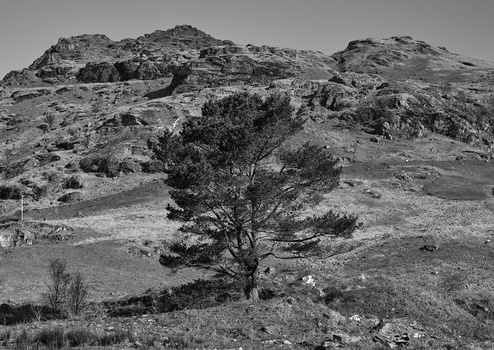 Solitary gnarled tree on rocky hillside in black and white landscape photography.