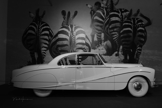 Vintage car positioned in front of a surreal black and white mural of zebras.