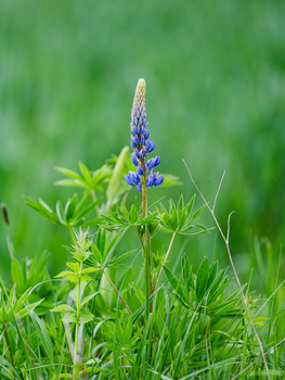 Purple lupine flower spike rising above green grass and foliage in soft natural light.
