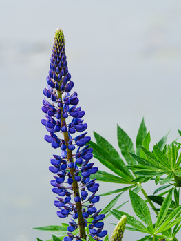 Tall spike of densely packed purple-blue lupine flowers with green compound leaves against an overcast sky.