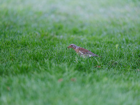 Small brown bird standing in short green grass, photographed at shallow depth of field.