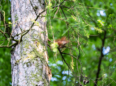 Small brown squirrel clinging to lichen-covered tree trunk surrounded by green foliage.