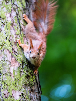 Red squirrel climbing headfirst down a lichen-covered tree trunk against a blurred green background.