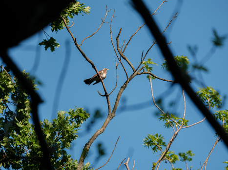 Bird perched on bare branch with green foliage and blue sky in background.