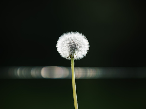 Delicate dandelion seedhead in sharp focus against a dark blurred background with bokeh.