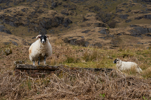 Two sheep grazing on a hillside with rocky terrain and sparse grass in the background.