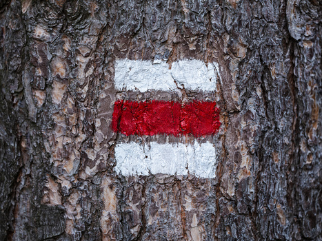 Red and white painted trail marker stripe on weathered tree bark.