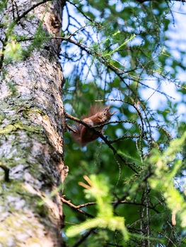 Brown lizard clinging to lichen-covered tree trunk with green foliage and blue sky in background.