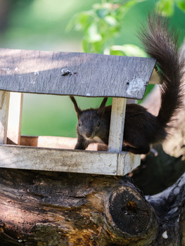 Black squirrel peering out from wooden feeder mounted on log with blurred green foliage background.