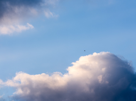 Billowing cumulus clouds against blue sky with small bird in flight.