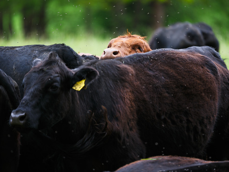 Black cattle with yellow ear tag in foreground, brown calf visible behind in shallow water.