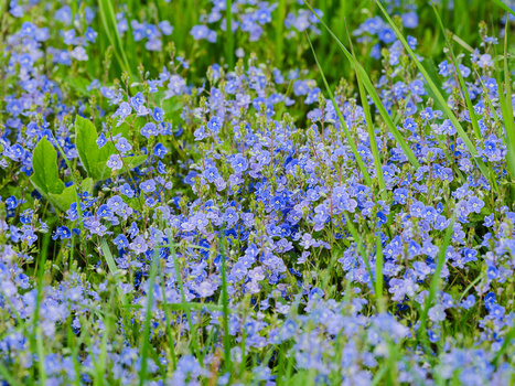 Dense carpet of small blue flowers blooming among green grass and foliage.