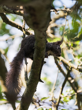 A squirrel climbing headfirst down a tree branch with its distinctive bushy tail visible.