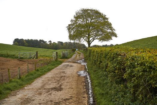 Rural dirt road lined with fencing and hedgerow, leading toward a solitary mature tree on a hillside.