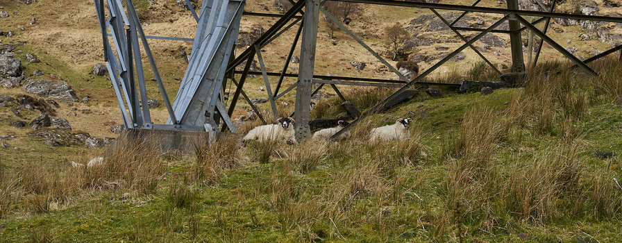 Three white sheep grazing on a grassy hillside beneath a steel power transmission tower structure.