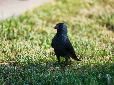 Black bird standing alert on green grass in daylight.