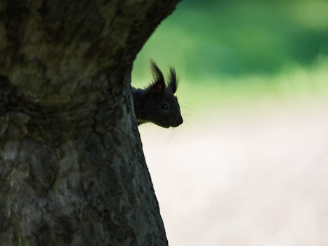 Black squirrel peering around tree trunk against blurred green background.