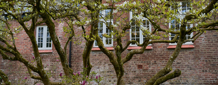 Moss-covered tree branches frame a brick building with white-trimmed windows and red-painted sills.