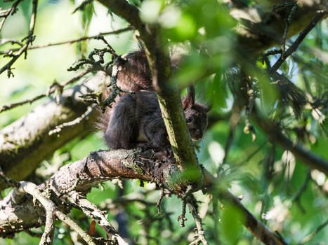 Small dark squirrel perched on lichen-covered branch surrounded by green foliage.
