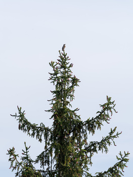 Coniferous tree with drooping branches against pale overcast sky.