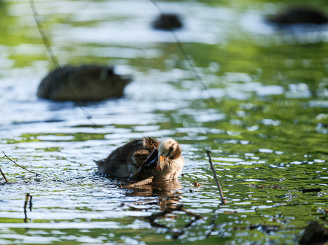 Sea otter swimming in shallow water among aquatic vegetation and rocks.