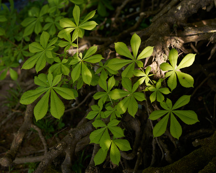 Vibrant green palmate leaves catching dappled sunlight against dark wooden branches and bark.