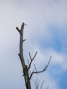 Dead tree branch silhouetted against a blue sky with white clouds.