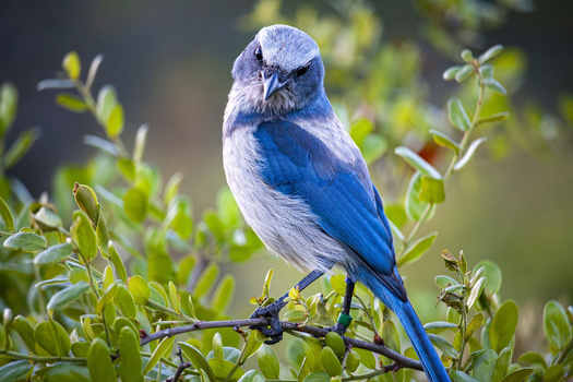 Blue jay perched on a thin branch surrounded by green foliage, looking toward the camera.