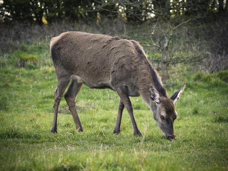 Mule deer doe grazing in grassy field with blurred forest background.