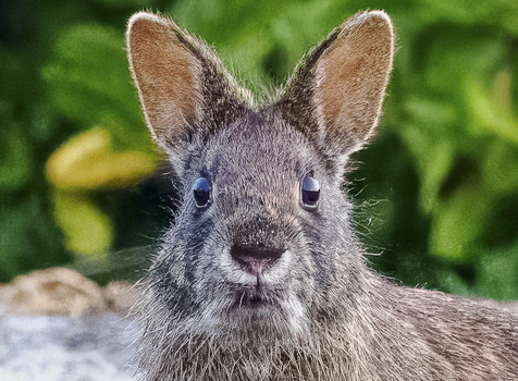 Close-up portrait of a musk deer with large ears and dark fur against blurred green foliage.