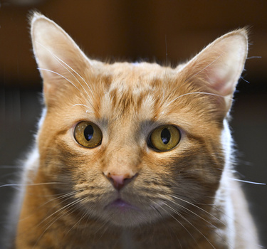 Ginger tabby cat with golden eyes staring directly at camera against blurred brown background.
