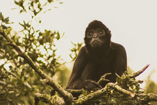 Young chimpanzee perched on a lichen-covered branch, looking directly at the camera with a contemplative expression.
