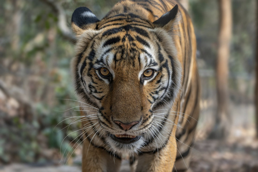 Tiger walking directly toward camera with intense gaze and detailed facial features visible.