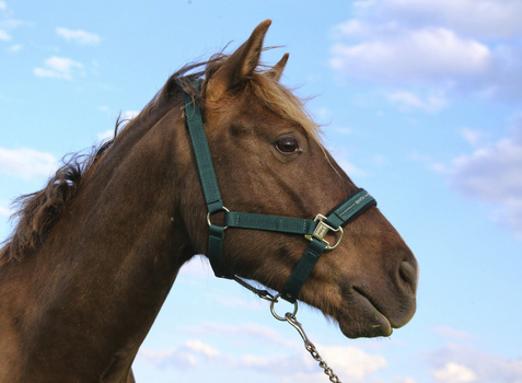 Brown horse wearing a green halter against a blue sky with white clouds.