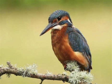 Kingfisher perched on a lichen-covered branch, displaying blue-gray back and russet underparts.