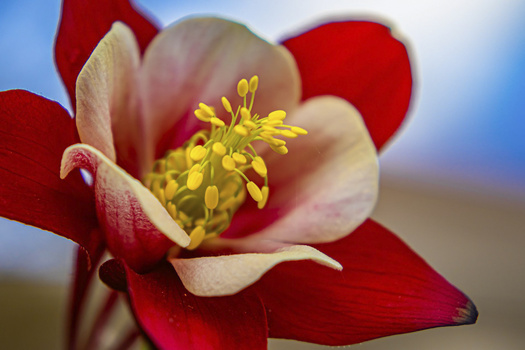 Red and cream columbine flower with prominent yellow stamens against a soft blue and blurred background.