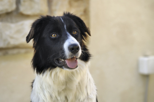 Black and white dog with alert expression and tongue out, against neutral beige wall background.