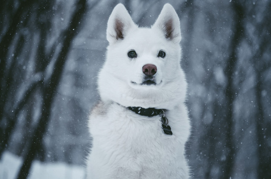 White dog with pointed ears facing camera in falling snow with blurred background.