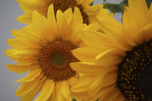 Close-up of bright yellow sunflowers with dark brown centers and layered petals in natural daylight.