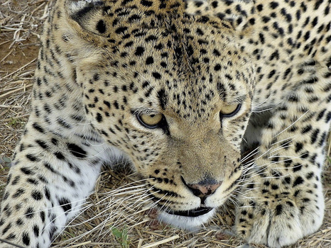 Close-up portrait of a leopard with spotted coat and alert blue-green eyes gazing directly at camera.