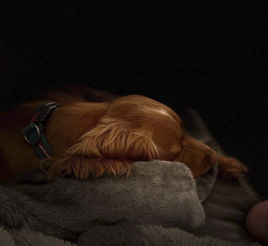 Golden retriever resting its head on a gray blanket against a dark background.