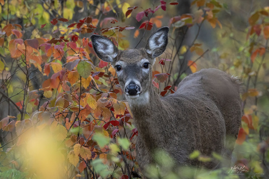 White-tailed deer surrounded by autumn foliage with red and golden leaves.