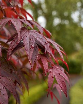 Deep red Japanese maple leaves covered with water droplets, with soft green foliage blurred in the background.