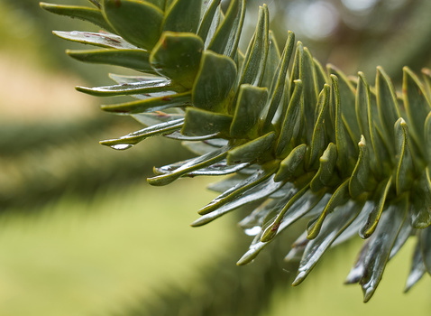 Close-up of coniferous evergreen branch with sharp needles and water droplets in soft natural light.