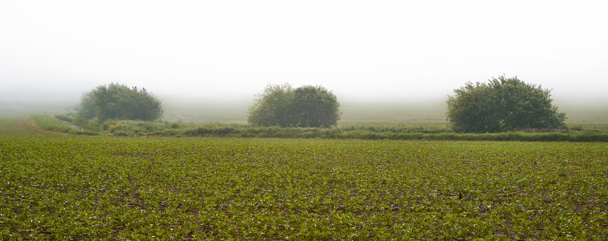Misty agricultural field with three tree clusters on the horizon under overcast sky.