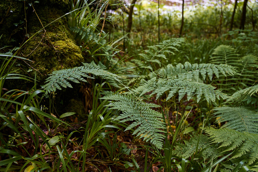 Delicate fern fronds with intricate detail in a lush forest understory setting.
